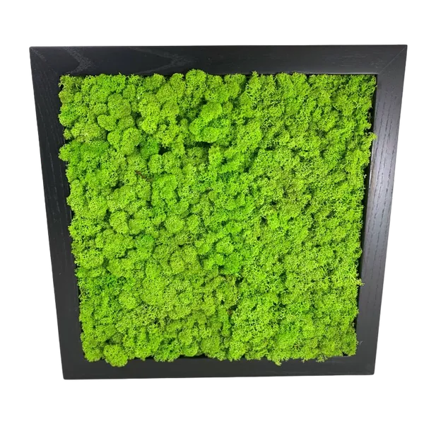 Картина з моху Ягель (ісландський мох)