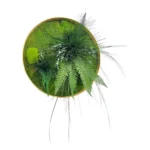 Кругла Картина з Моху Джунглі | Панно з моху